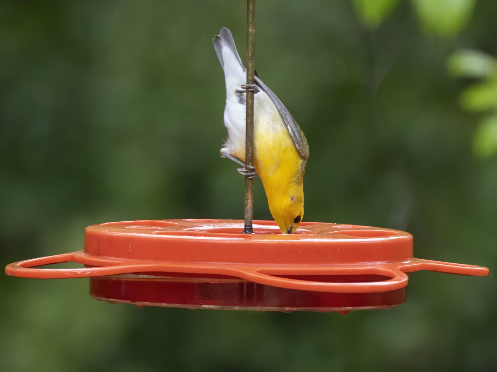 Prothonotary warbler